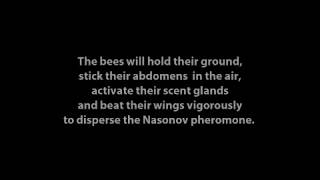 mudsongs.org: The Nasonov Pheromone