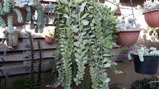 Como molho minhas plantas no tempo seco??