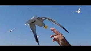 Bird Feeds Human!