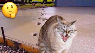 Funny Cat Videos That Will Make You Laugh ????