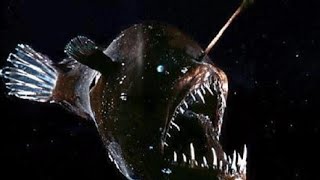 Морской черт / Удильщик / Впервые заснят  на камеру