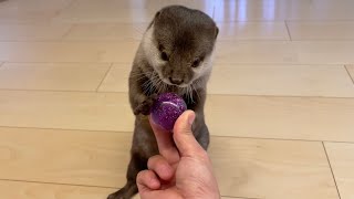スーパーボールのキャッチに必死になるスーパーカワウソ Super otter desperate to catch a super ball
