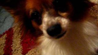 Papillon talking
