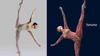How To Side Tilt Dance Tilt Muscle Anatomy Stretching Strength EasyFlexibility