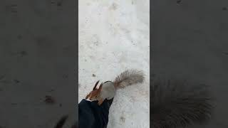 Незнакомая белка пристаёт ко мне / An unfamiliar squirrel is bothering me