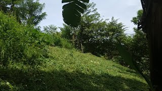 TANGAN SAMPAI LECET. PANGKAS RUMPUT LIAR. AWAL YANG SULIT PETANI ORGANIK TRADISIONAL.