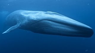 Синий кит - Blue Whale (Энциклопедия животных)