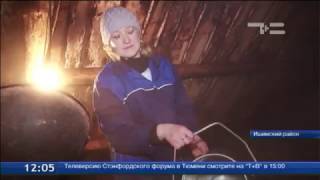 Ишимские ЛПХ сдали мяса на 11 млн рублей, а молока на 5 млн