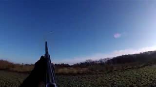 Phesant hunting 2017 // Fasanjakt 2017 // Fasanjagt 2017