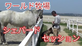 他動物に攻撃するシェパードsession