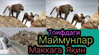 ТОИФДАГИ МАЙМУНЛАР  САУДИА (TOIFDAGI MAYMUNLAR SAUDIA)