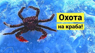 Охота на краба! ???? // (Eng Subs)