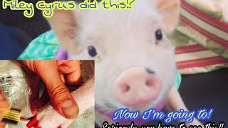 I PAINTED MY MINI PIG'S TOE NAILS!? (She Wouldn't Hold Still) ? |Ruby's Zoo