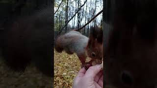 Ещё одна белка умеет лазить / Another squirrel can climb