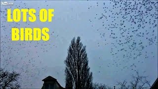 This tree isn't what it appears to be when the birds decide to fly away