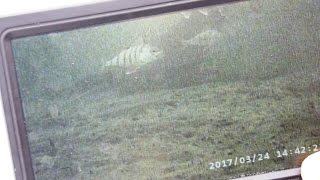 Реальный тест подводной камеры на глубине 9 10 м в экстремальных условиях