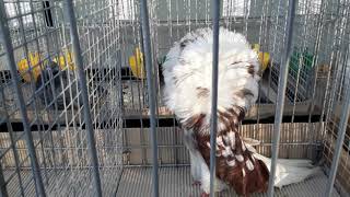 Выставка галубеи в Келцах Полша.Wystawa golebi w Kelcah.Balandziu paroda Kelcose.