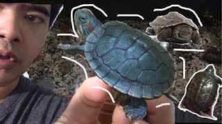 Little turtle เล่นกับเต่าญี่ปุ่น เต่าน้อยเริ่มโตแล้ว