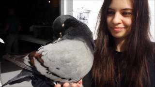 Tippler show 2017 orlando cub (Pigeons)