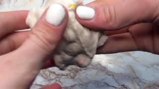 Обзор... слайм из глины монстрик?