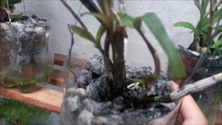 Resultado do Cultivo no Pet com Reservatório