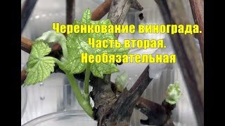 Черенкование винограда  Часть вторая  Необязательная