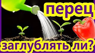 Посадка Перца на рассаду (2019)
