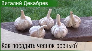 Как посадить чеснок осенью? Дача с Виталием Декабревым 7 октября 2017 (74)