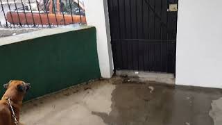 Quiero cruzar a mi perro pero el nomas no le da al Blanco