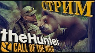 TheHunter: Call of the Wild (Продолжаем делать задания в Озёрном крае. Вечерний стрим.)