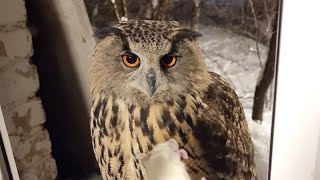 Сова Ёль получила вкусный ужин. О правильном кормлении сов в описании