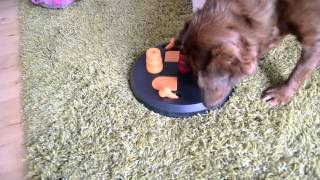 Trixie Strategispil level 2 til hunde.
