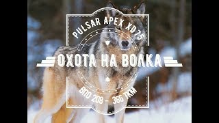 Охота на волка