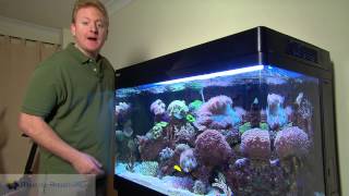 My Favourite REEF Aquarium REDSEA max 250