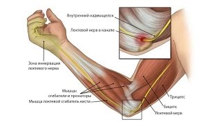 Работа мышц