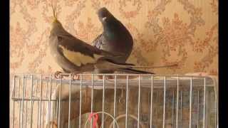 Голубь и корелла! Pigeon and cockatiel!