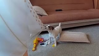 Щенка Джек Рассела оставили одного дома. Jack Russell Terrier puppy  home alone