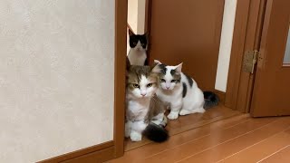 工事現場の騒音にビビる猫がかわいい　Cute cats surprised by noise.