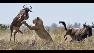 Documentaire Sur Les Lions Chasseurs De Gnous (SAVANE)
