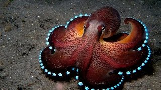 Смотреть всем!!! Тайны океана Гиганский Осминог Документальный фильм