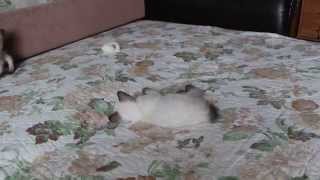 Меконгский бобтейл\ Mekong Bobtail