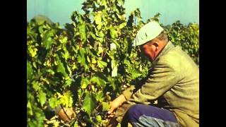 Contré " Les Vendanges " 1965