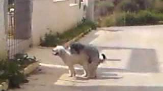 Gay Dogs