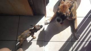 Pincher ataca boxer - Parte 2
