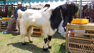 KAMBING TERBESAR DI INDONESIA KUMPUL DISINI, kontes kambing KALIGESING 2019