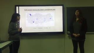 Kozalak(Pinus nigra & Pinus brutia) Ozutu Iceren Cozeltinin Antibakteriyel Ozelliginin Arastirilmasi