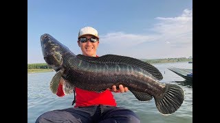 Wild Snakehead Fishing Japanese Fishermen Thailand 2019- BKKGUY