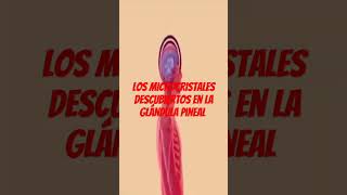 Los microcristales descubiertos en la glándula pineal