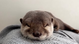カワウソの色々な寝方を紹介します！ Here are some of the different ways otters sleep!