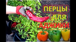 Собираем ПЕРЦЫ для АДЖИКИ не.......